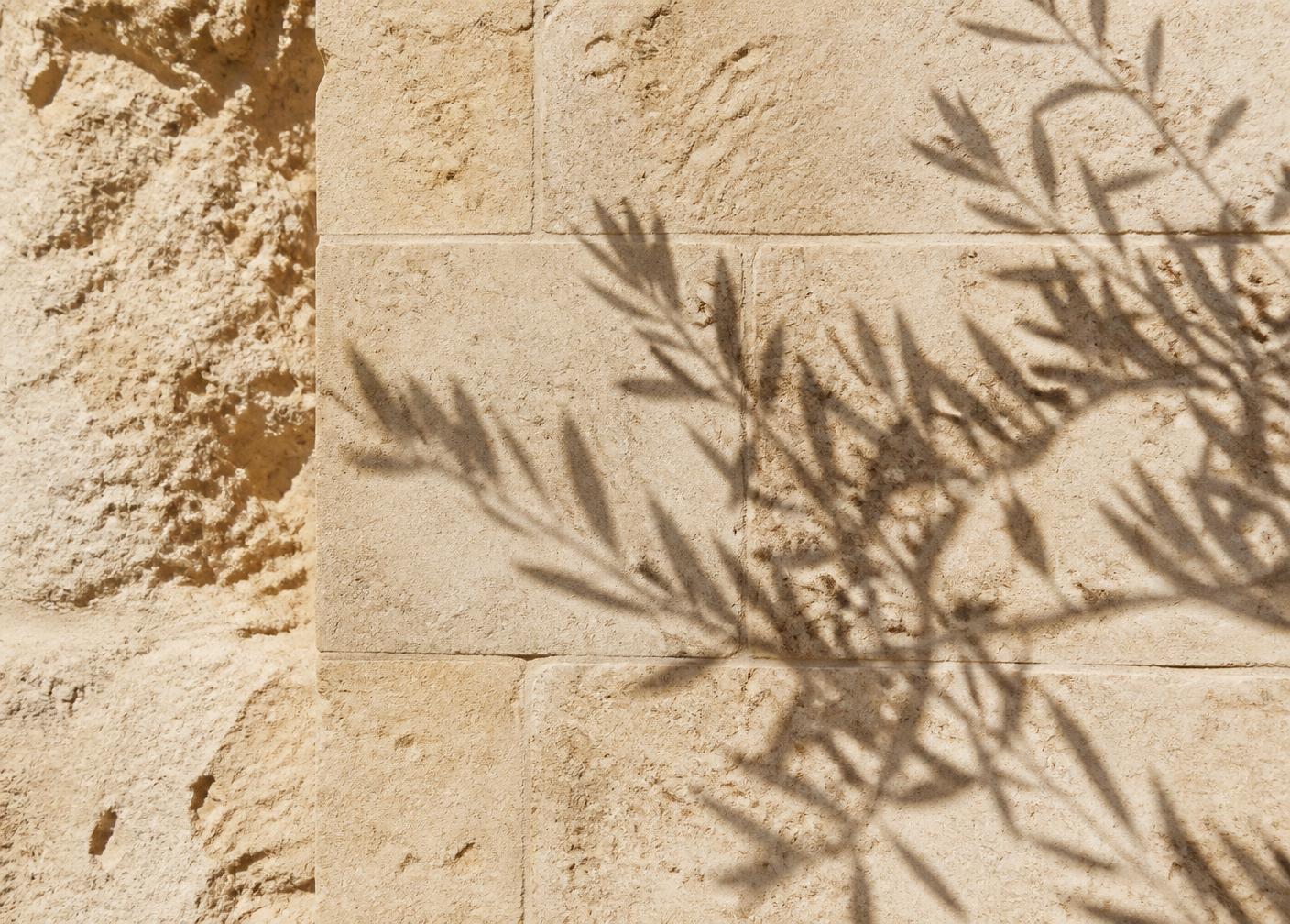 Sunlit Cyprus limestone wall with the shadow of an olive branch